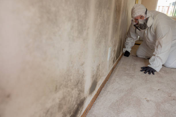 Best Airborne Mold Testing  in West Clarkston Highland, WA